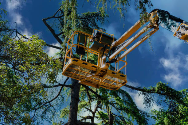 Reliable Nashotah, WI Tree Removal Solutions